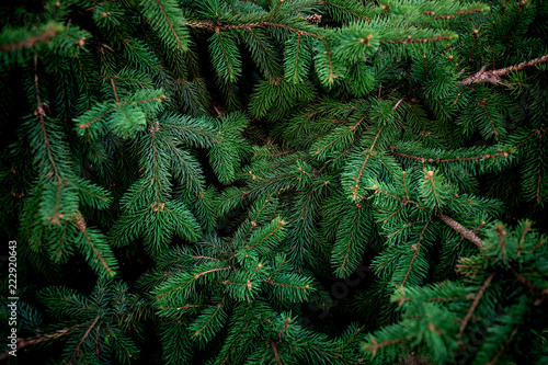 Fototapeta Christmas  Fir tree brunch textured Background