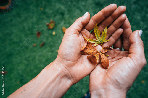 Yellow autumn leaves in the palm of a girl. photo