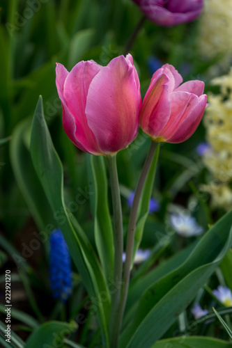 Netherlands Lisse  a close up of a flower