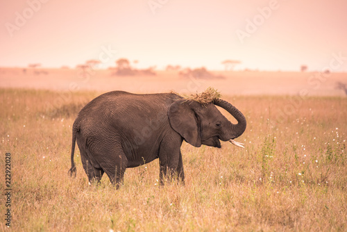 Young African Baby Elephant in the savannah of Serengeti at sunset. Acacia trees on the plains in Serengeti National Park  Tanzania.  Safari trip in Wildlife scene from Africa nature.