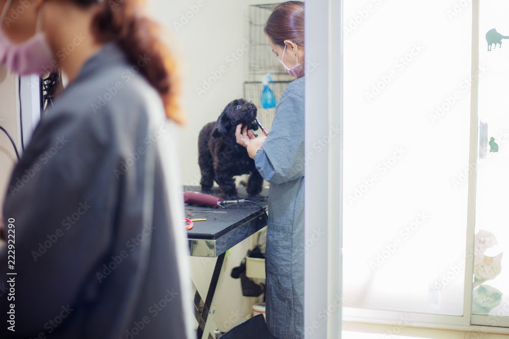 Woman cleaning a dog. Woman cleaning a dog.