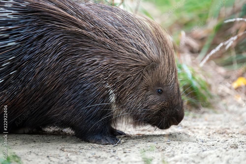 Close up young porcupine in nature Close up young porcupine in nature
