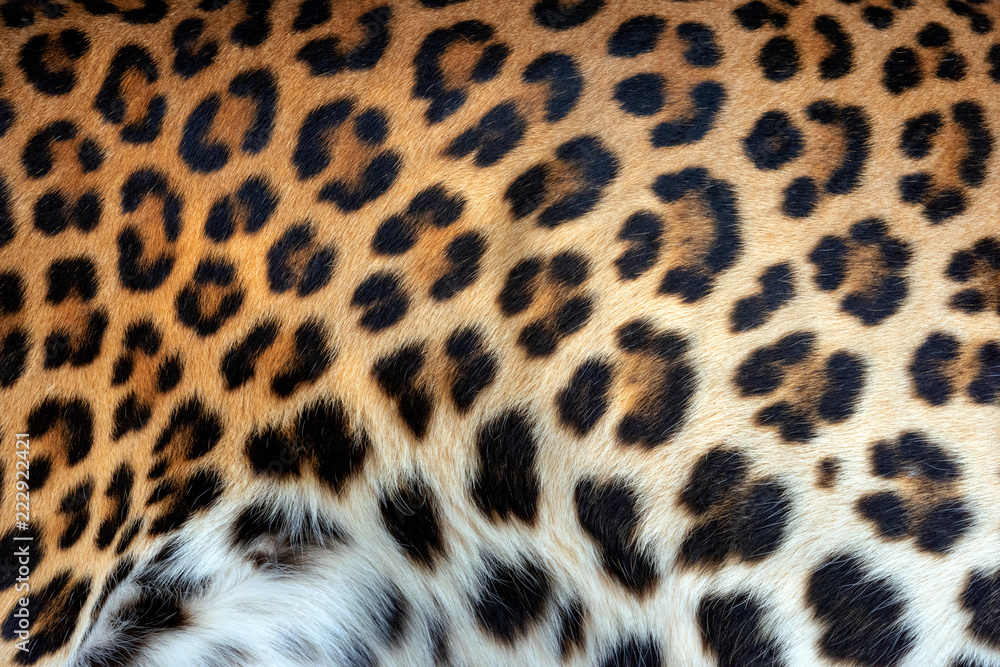 Leopard skin texture for background Leopard skin texture for background