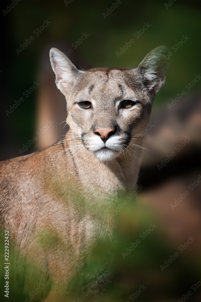 Obraz premium Portret kuguara, lwa górskiego, pumy