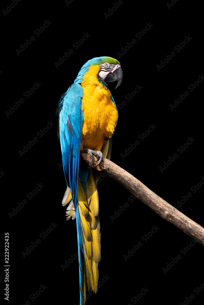 Parrot bird (Severe Macaw) sitting on the branch