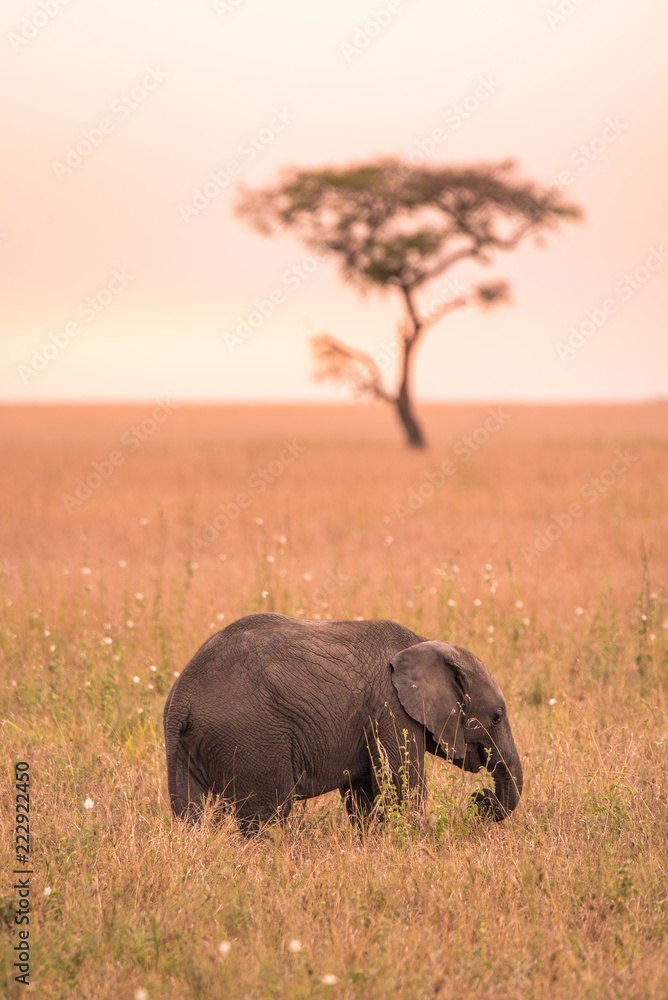 Fototapeta premium Young African Baby Elephant in the savannah of Serengeti at sunset. Acacia trees on the plains in Serengeti National Park, Tanzania. Safari trip in Wildlife scene from Africa nature.