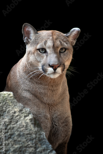 Portrait of a cougar, mountain lion, puma