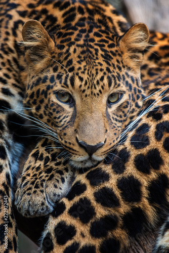 Close up leopard portrait © byrdyak