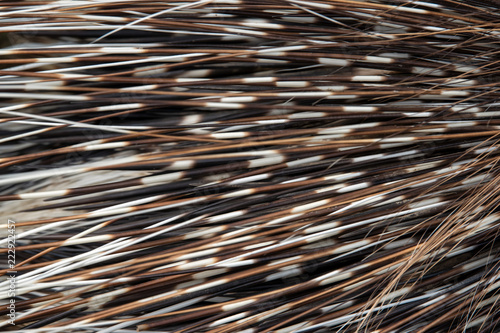 Porcupine skin texture for background