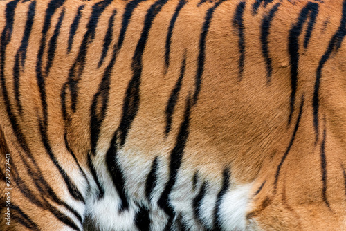 Tiger skin texture for background