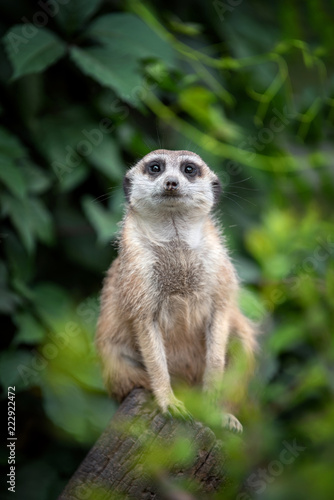 Surricate meerkats standing © byrdyak