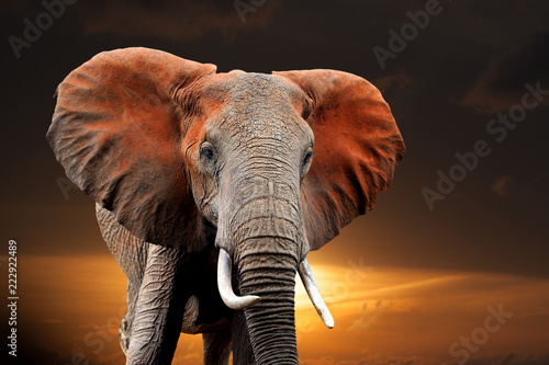 Elephant on sunset