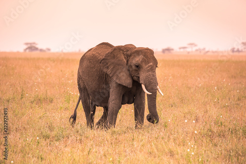 Lonely African Elephant in the savannah of Serengeti at sunset. Acacia trees on the plains in Serengeti National Park, Tanzania. Wildlife Safari trip in Africa.