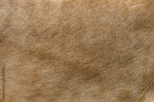 Closeup real lion fur texture