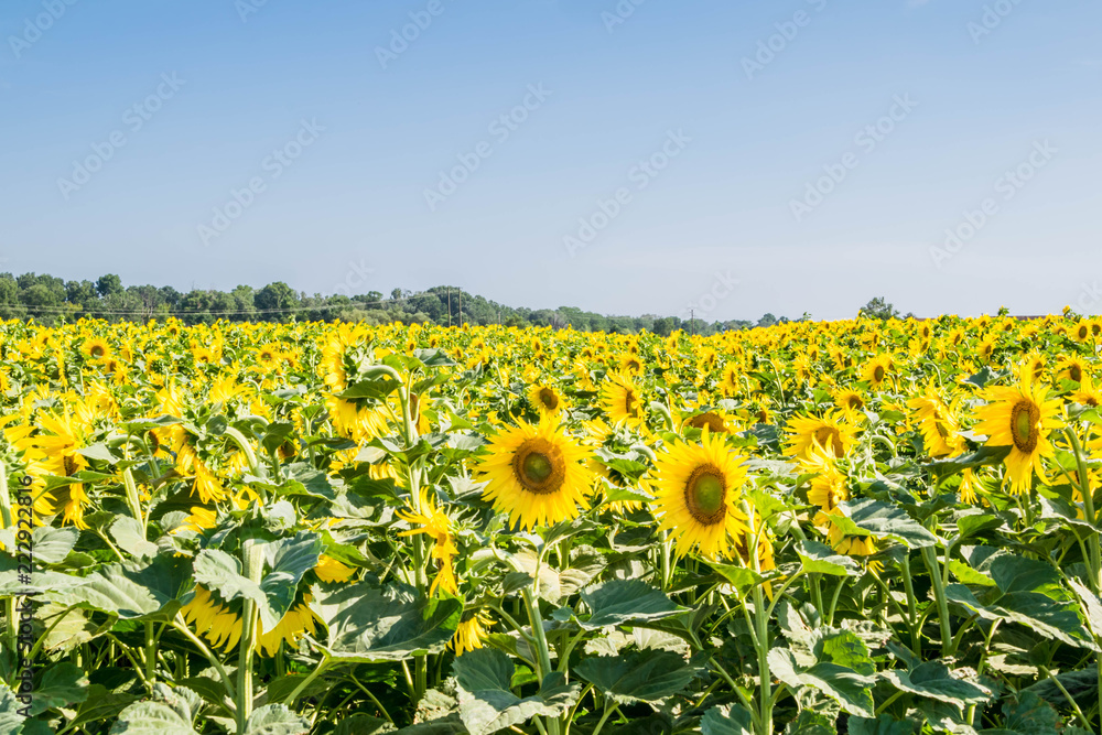 Fototapeta premium Tournesols.