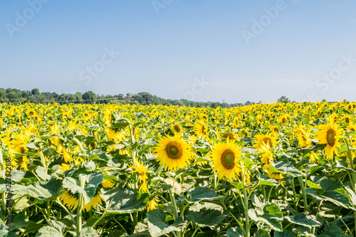 Fototapeta Naklejka Na Ścianę i Meble -  Tournesols.