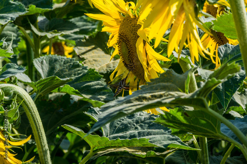 Fototapeta Naklejka Na Ścianę i Meble -  Tournesols.