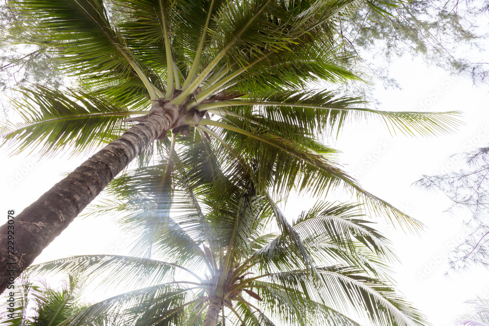 Fototapeta premium top of coconut tree