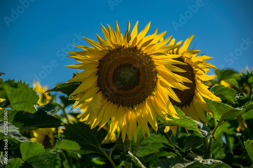 Fototapeta Naklejka Na Ścianę i Meble -  Tournesols.