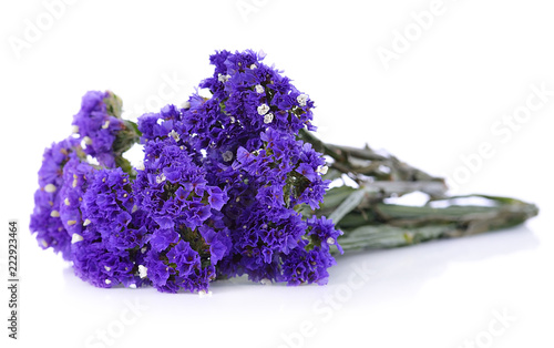 Dry statice flower on white background