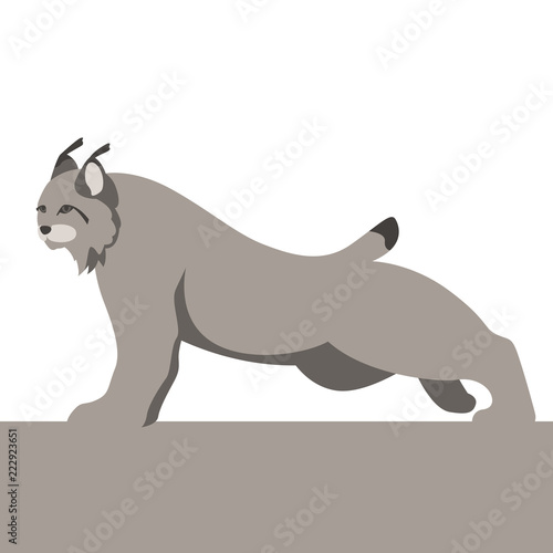 lynx  vector illustration flat style profile side