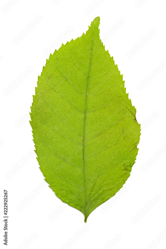 Fototapeta premium Collection of leaves isolated on a white background