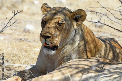 Fototapeta Naklejka Na Ścianę i Meble -  Löwenweibchen (panthera leo) im Etosha Nationalpark in Namibia