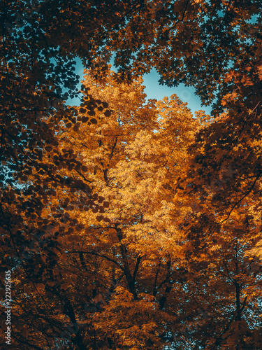Beautifule Autumn trees