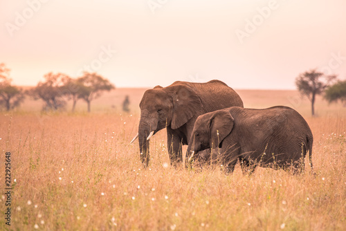 African Elephant Family with young baby Elephant in the savannah of Serengeti at sunset. Acacia trees on the plains in Serengeti National Park, Tanzania.   Wildlife Safari trip in  Africa. © Simon Dannhauer