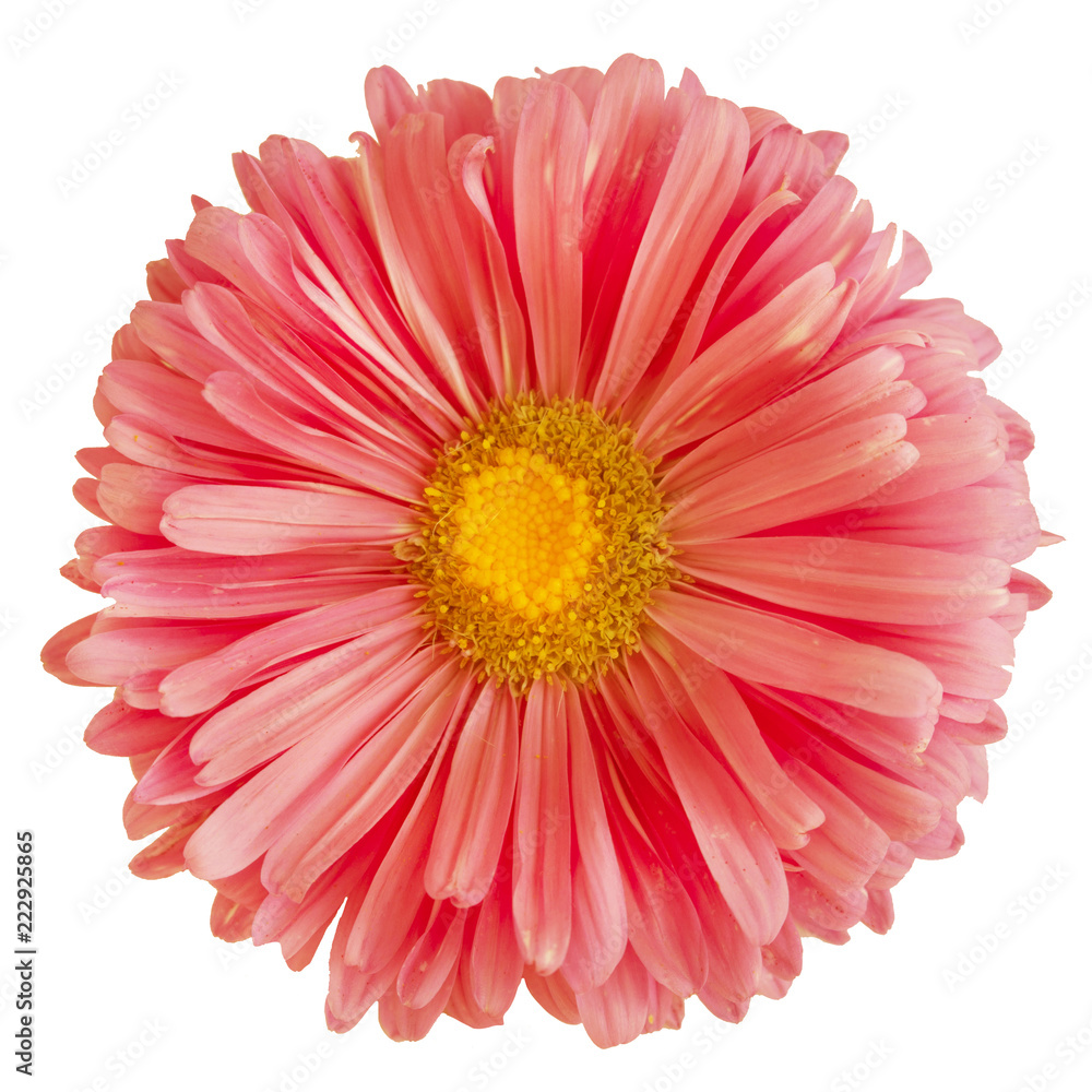 Pink aster flower isolated on white background
