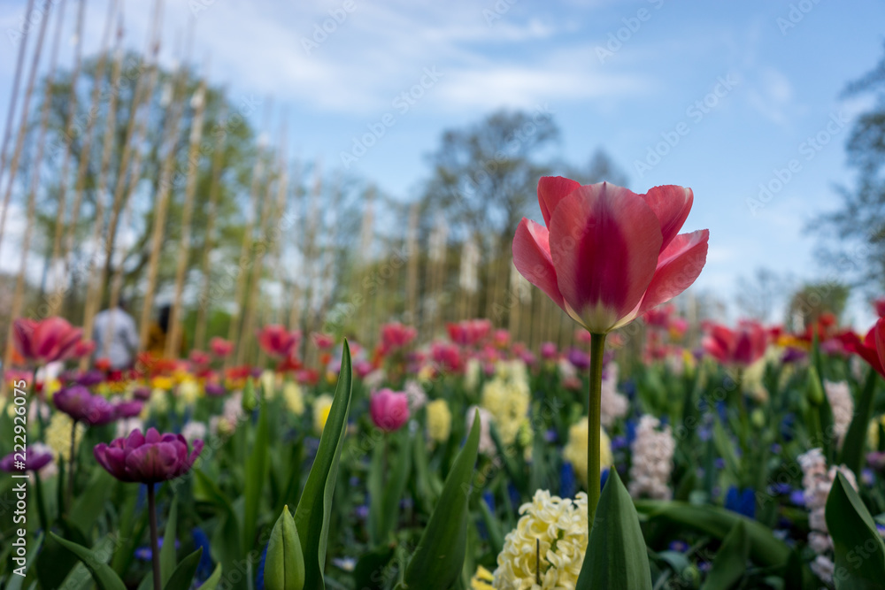 Obraz premium Netherlands,Lisse, a close up of a flower