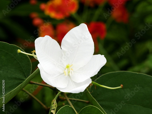 Фотография Bauhinia acuminata, dwarf white bauhinia, white orchid-tree, snowy orchid