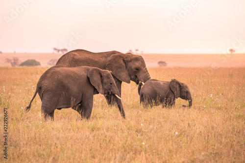 African Elephant Family with young baby Elephant in the savannah at sunset. Acacia trees on the plains in Serengeti National Park  Tanzania.  Safari trip in Wildlife scene from Africa nature.