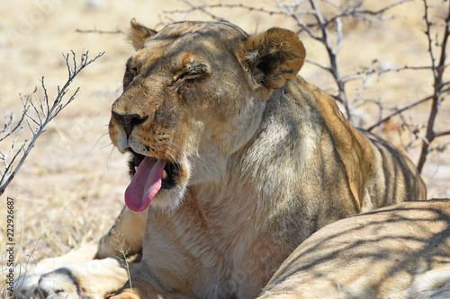 Fototapeta Naklejka Na Ścianę i Meble -  Löwin (panthera leo) beim Gähnen im Etosha Nationalpark (Namibia)