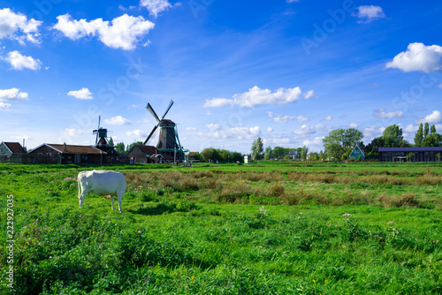 オランダの風車と放牧