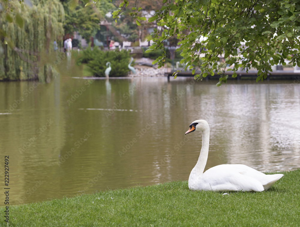 White swan sitting on the green grass near the city pond White swan sitting on the green grass near the city pond