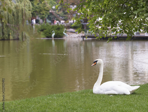 White swan sitting on the green grass near the city pond