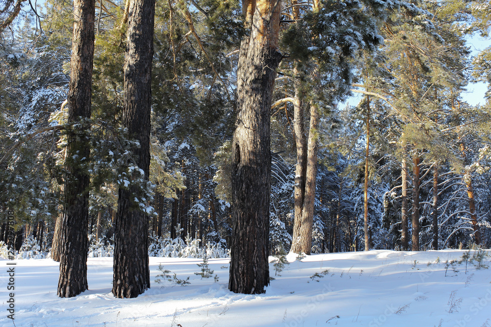Fototapeta premium Three pines in the forest