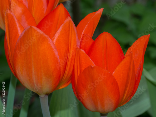 Tulip red