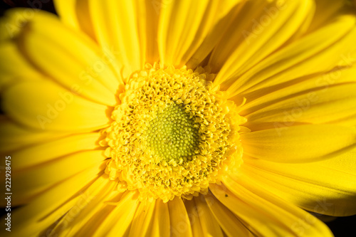 Bouquet in macro 10