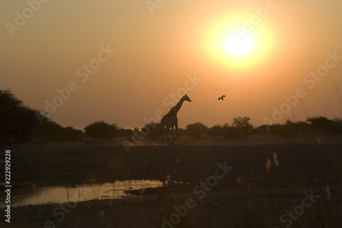 giraffa al tramonto