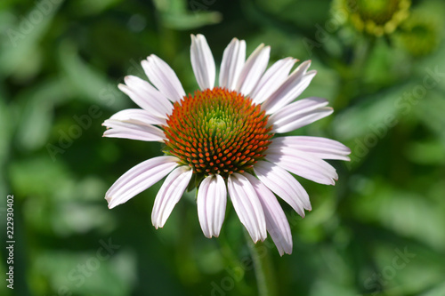 Pink coneflower Rubinstern