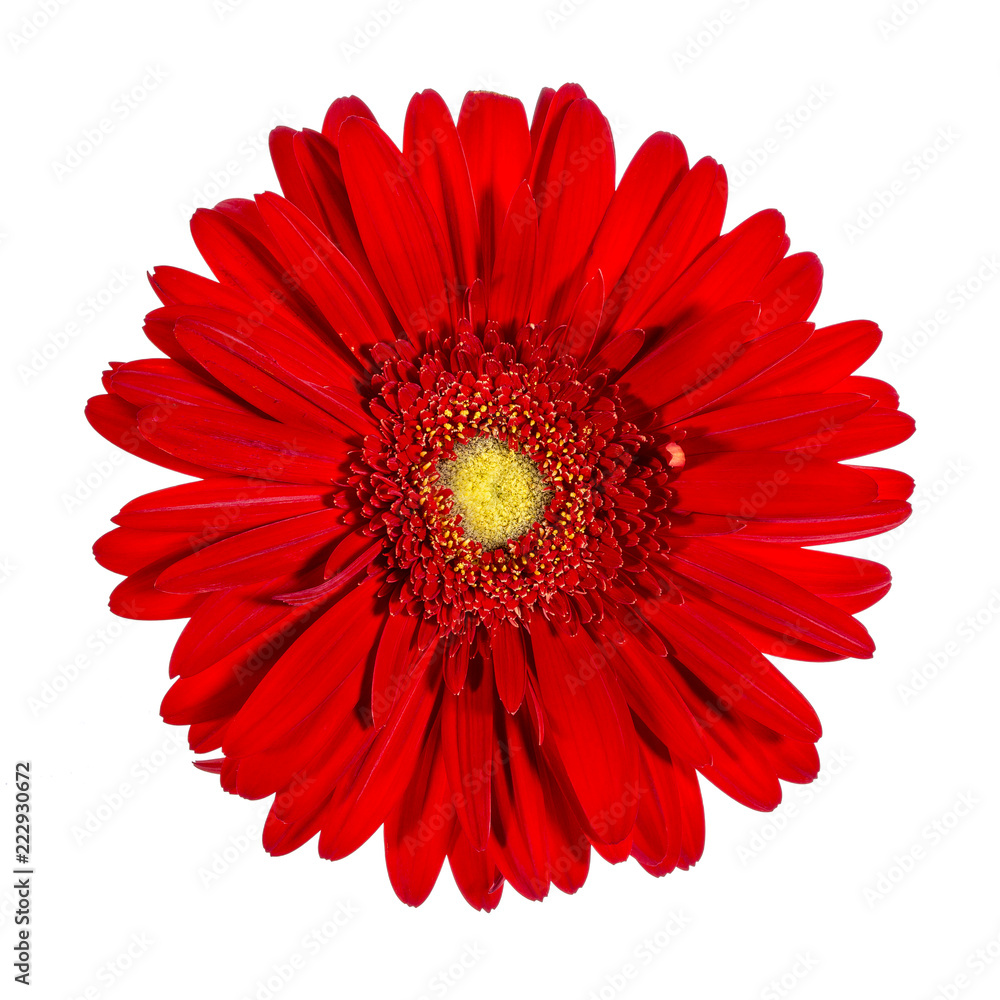 Rote Gerbera auf weissem Hintergrund Rote Gerbera auf weissem Hintergrund
