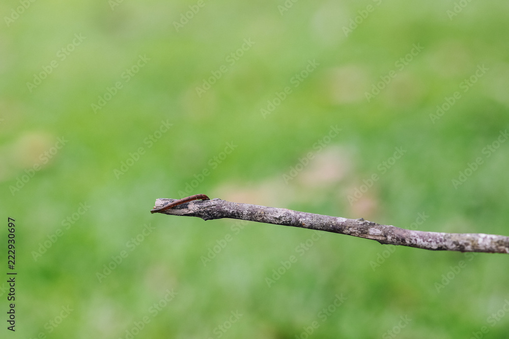 Leech climbing on the tree branch Leech climbing on the tree branch