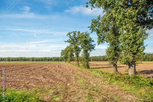 Row of narrow and tall oak trees next to a corn stubble field