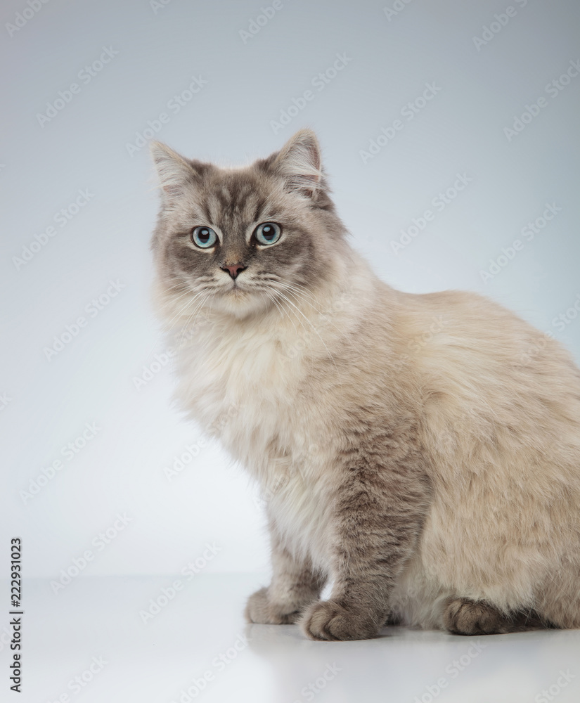 side view of a cat with blue eyes sitting
