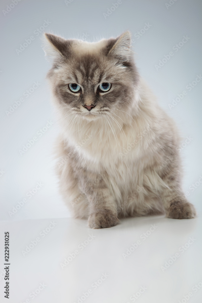 cute cat with blue eyes cute cat with blue eyes