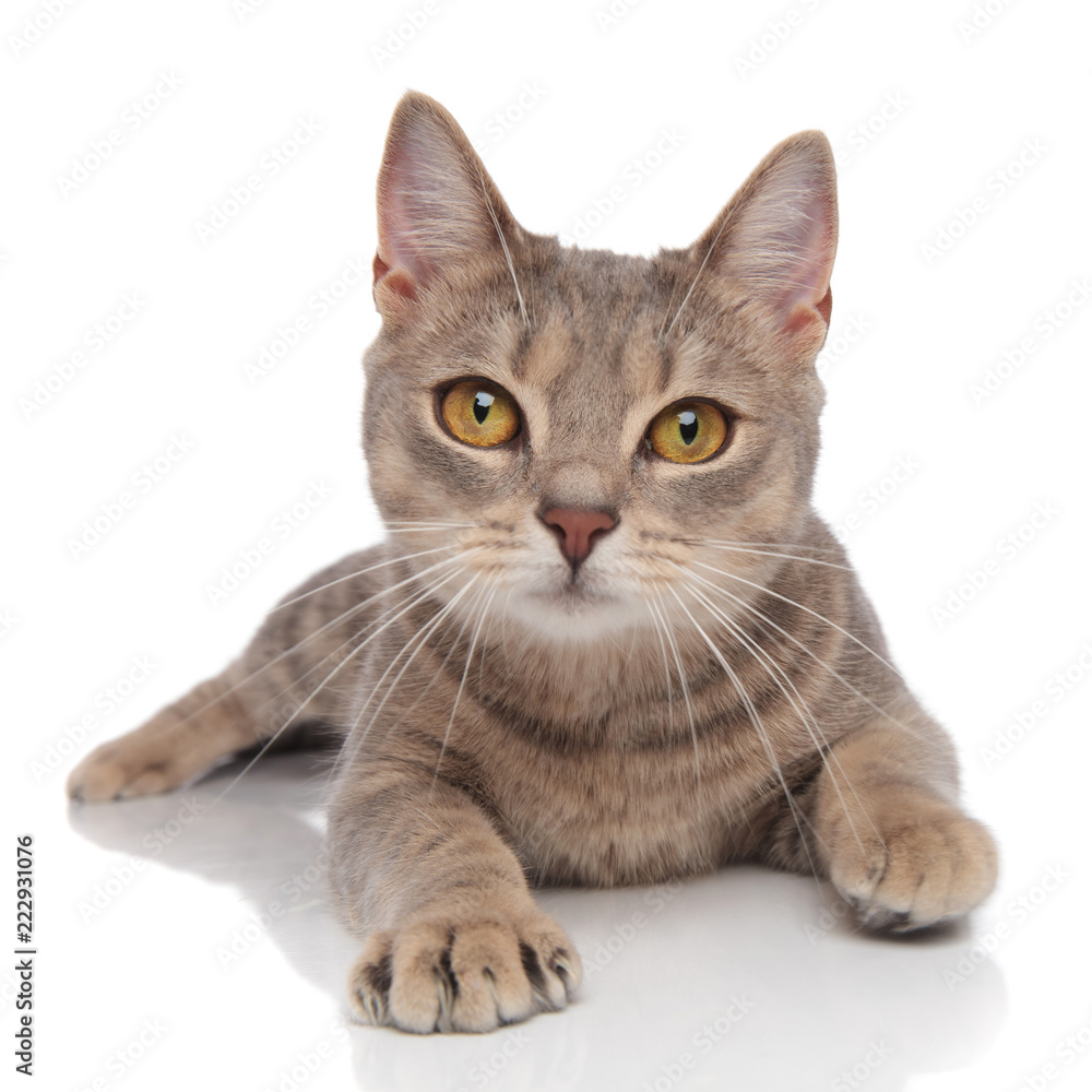 adorable grey kitty relaxing on white background
