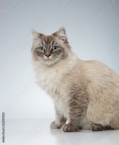 side view of a cat with blue eyes sitting