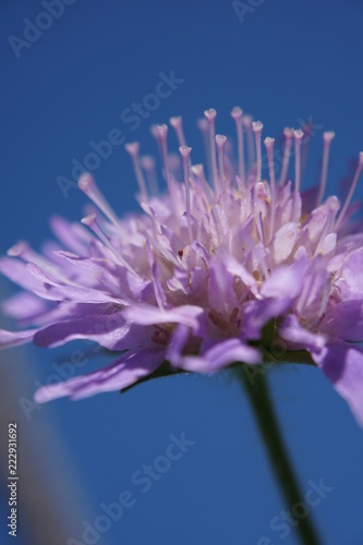 flower, macro